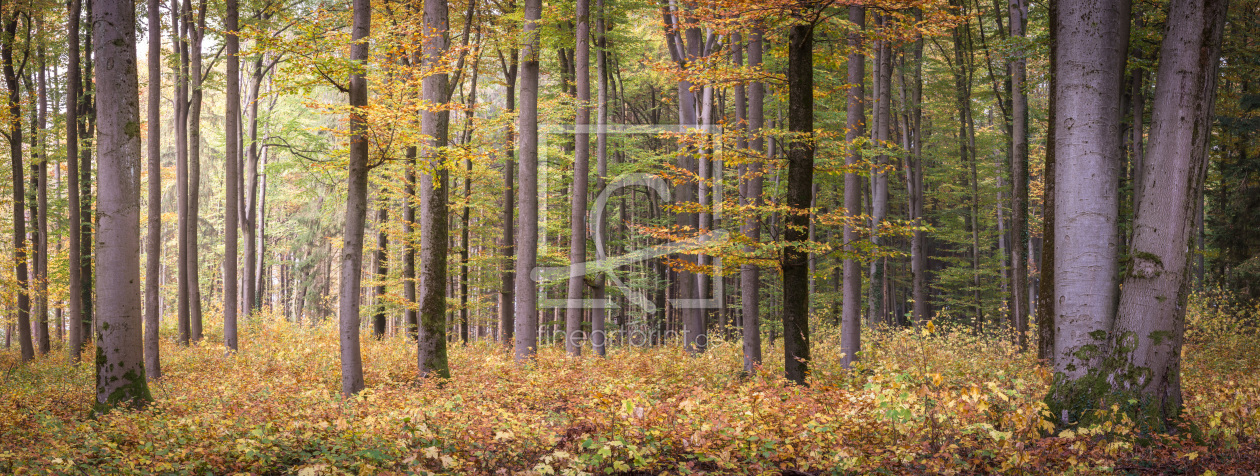 Bild-Nr.: 12171017 Farbenfroher Wald im Panorama erstellt von luxpediation