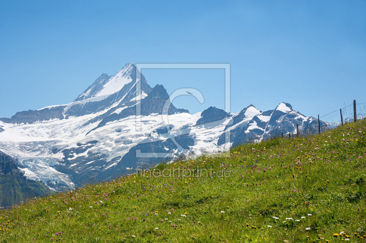 Bild-Nr.: 12171068 Schreckhorn im Berner Oberland erstellt von SusaZoom