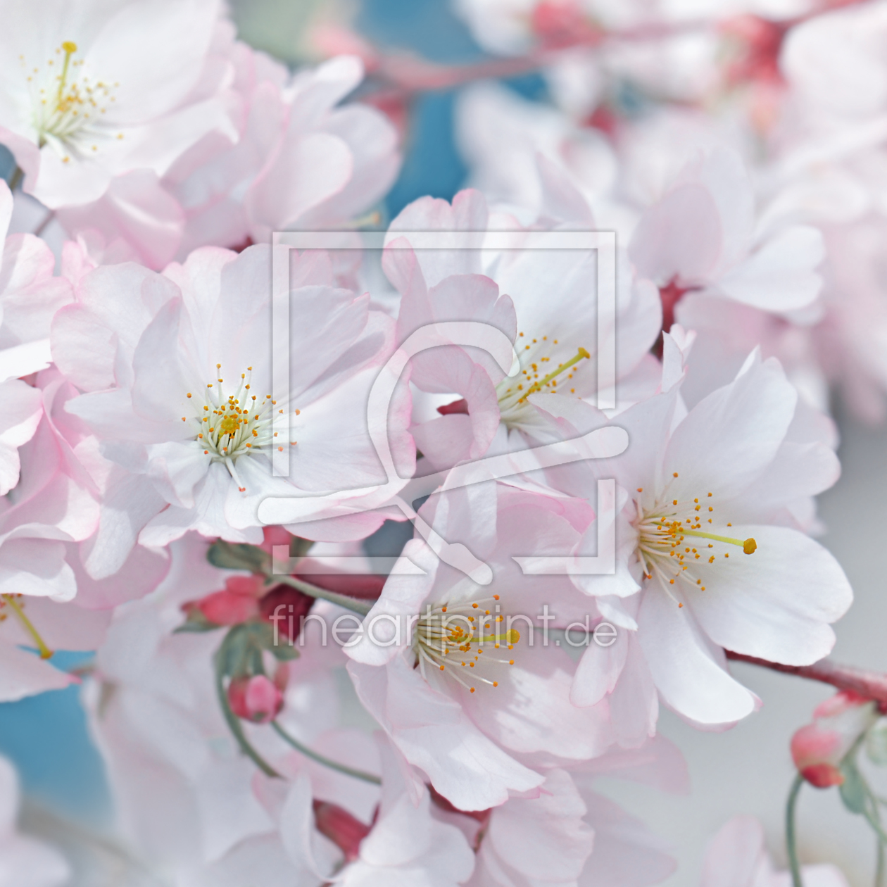 Bild-Nr.: 12171649 Kirschblüte erstellt von Atteloi