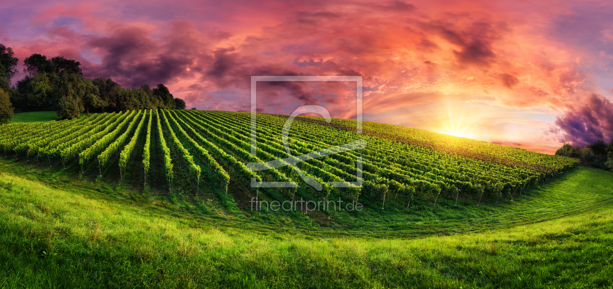 Bild-Nr.: 12171697 Vineyard panorama at magnificent sunset erstellt von Smileus