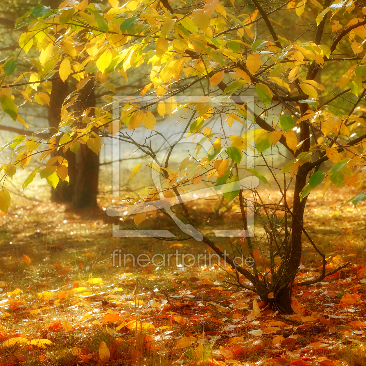 Bild-Nr.: 12172166 Leuchtende  Herbstidylle erstellt von Ostfriese