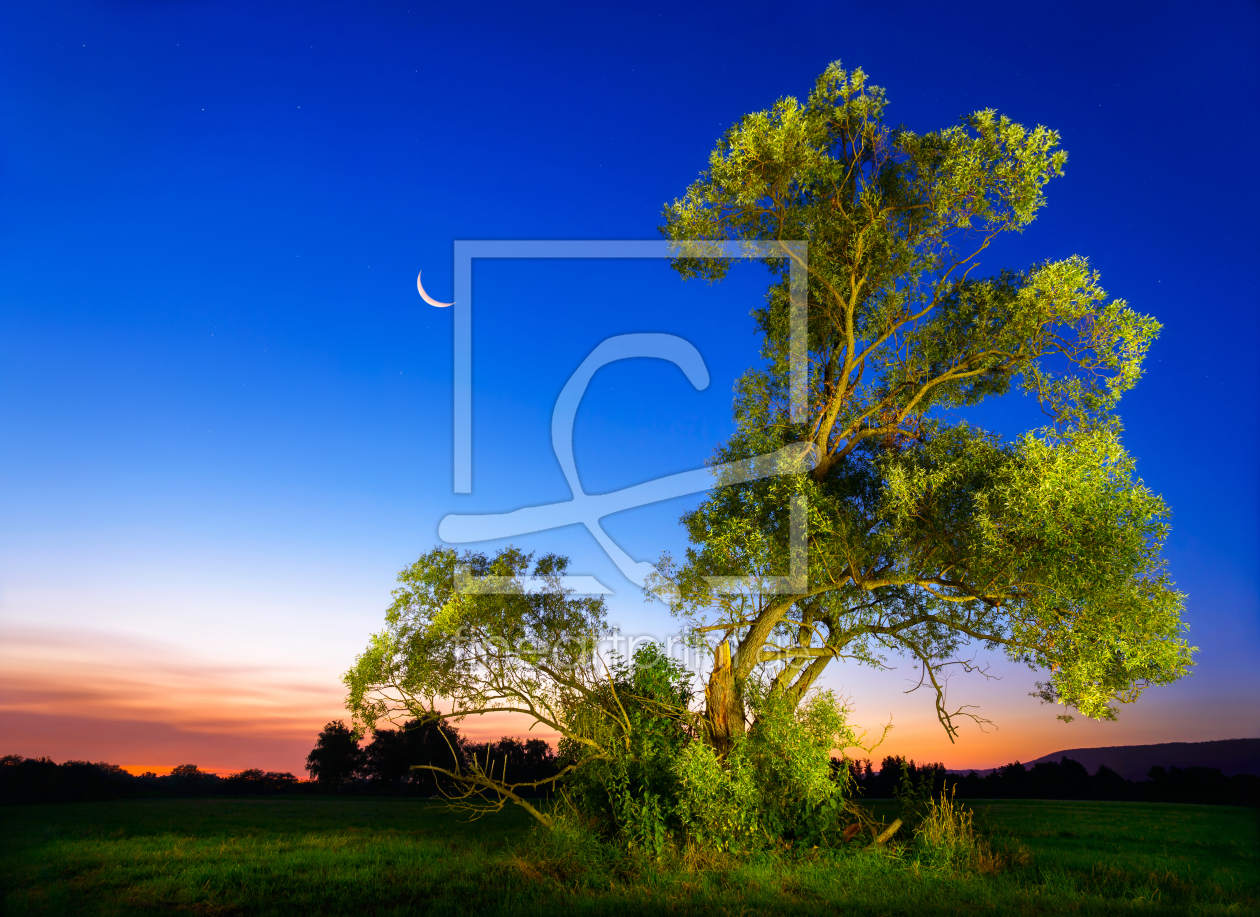 Bild-Nr.: 12173984 Beleuchteter Baum vor tiefblauem Nachthimmel erstellt von Smileus