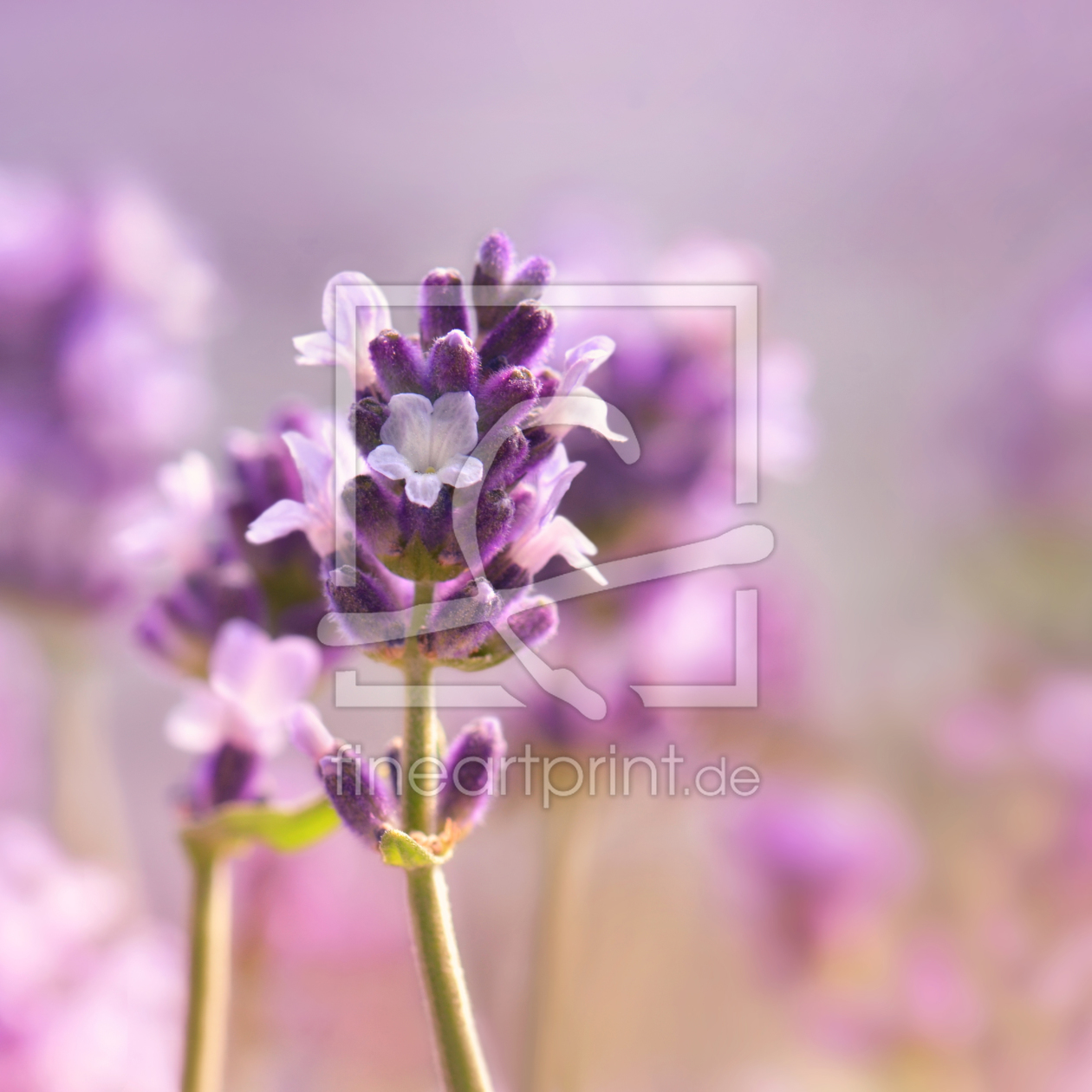 Bild-Nr.: 12182974 Lavendel erstellt von Atteloi