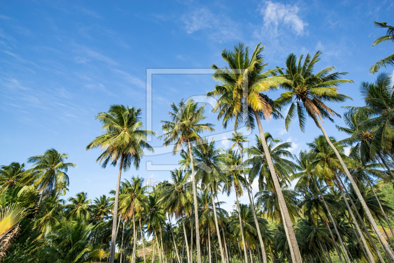 Bild-Nr.: 12185557 Kokospalmen vor blauem Himmel erstellt von eyetronic
