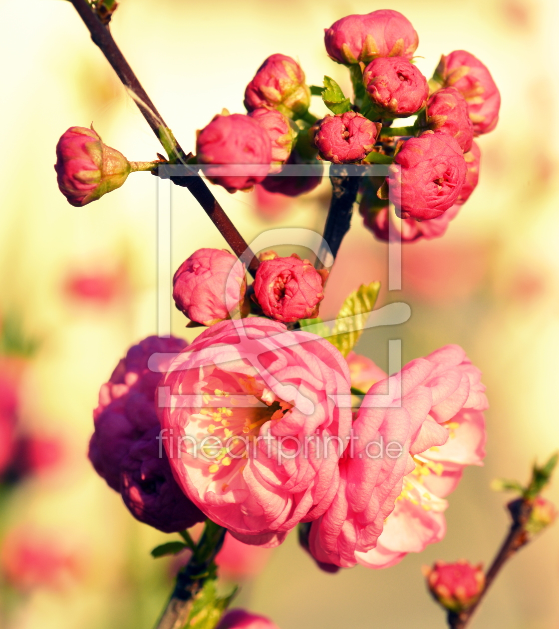 Bild-Nr.: 12187502 Mandelblüten erstellt von GUGIGEI