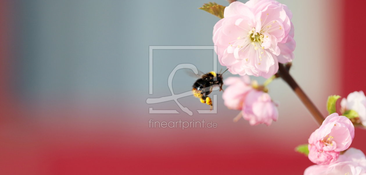 Bild-Nr.: 12195163 Fleißiges Bienchen erstellt von Heike  Hultsch