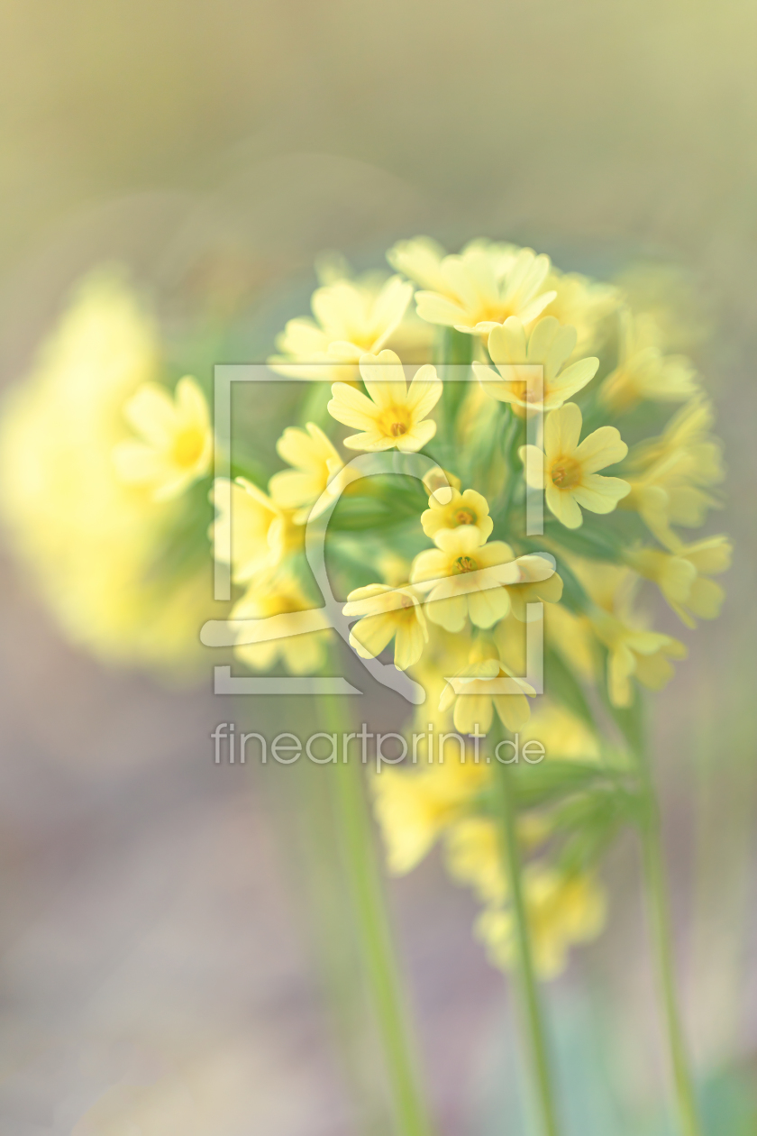 Bild-Nr.: 12195531 Schlüsselblume erstellt von PassionPhotography