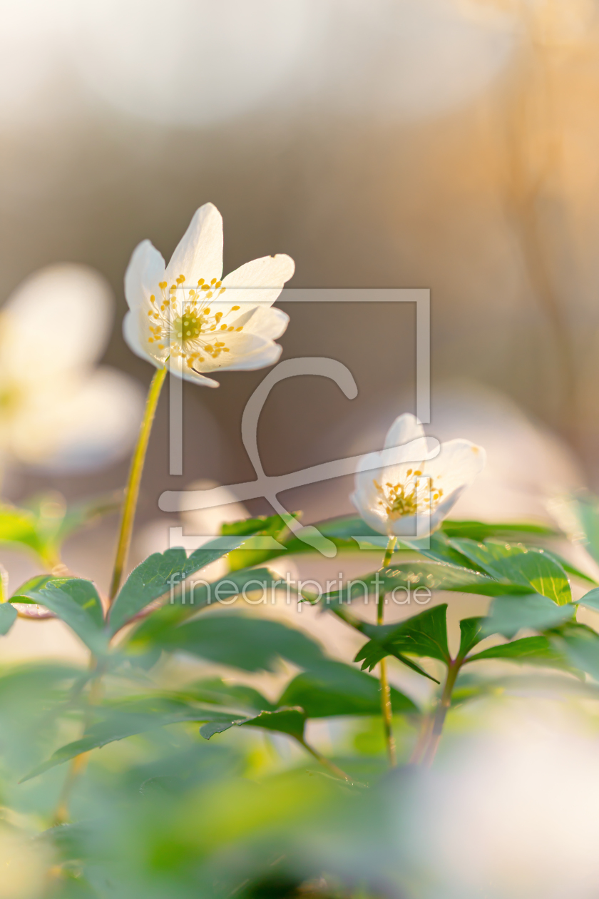 Bild-Nr.: 12195537 Buschwindröschen erstellt von PassionPhotography
