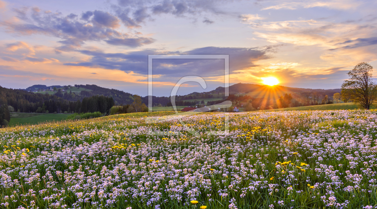 Bild-Nr.: 12201610 Blumenwiese bei Sonnenuntergang im Frühling erstellt von Andreas Föll