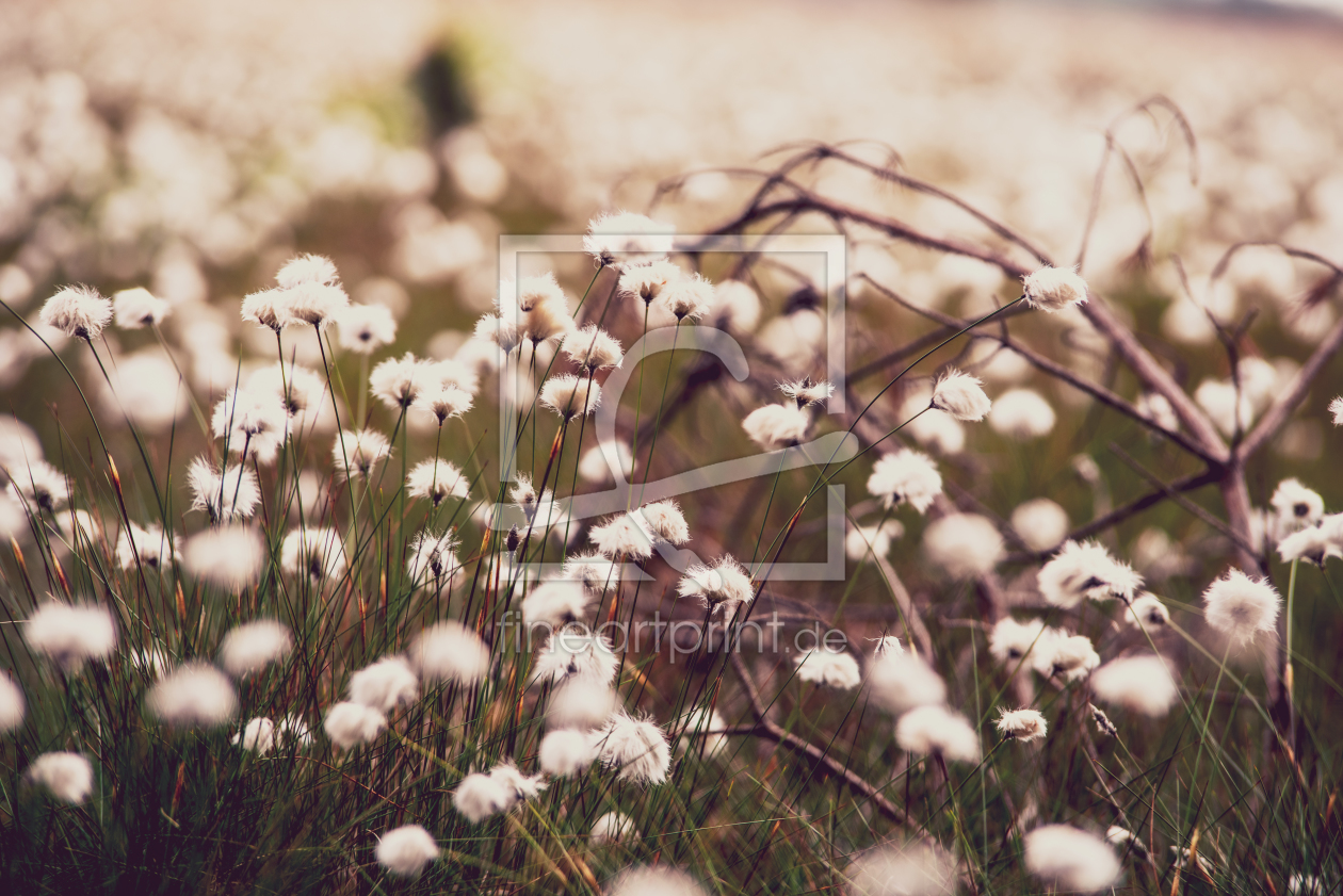 Bild-Nr.: 12203836 Wollgras Blütezeit im Moor erstellt von Tanja Riedel