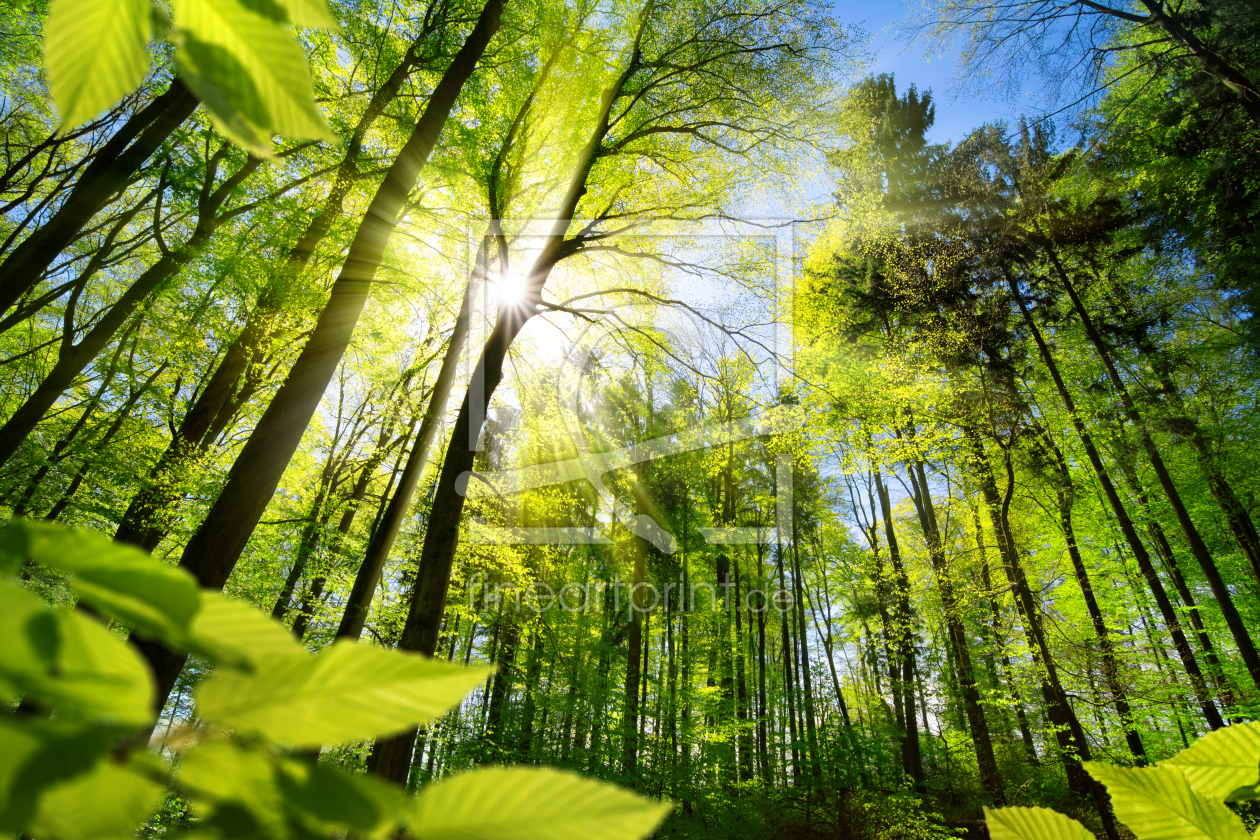 Bild-Nr.: 12204034 Sonnenbeschienene Blätter im Wald erstellt von Smileus