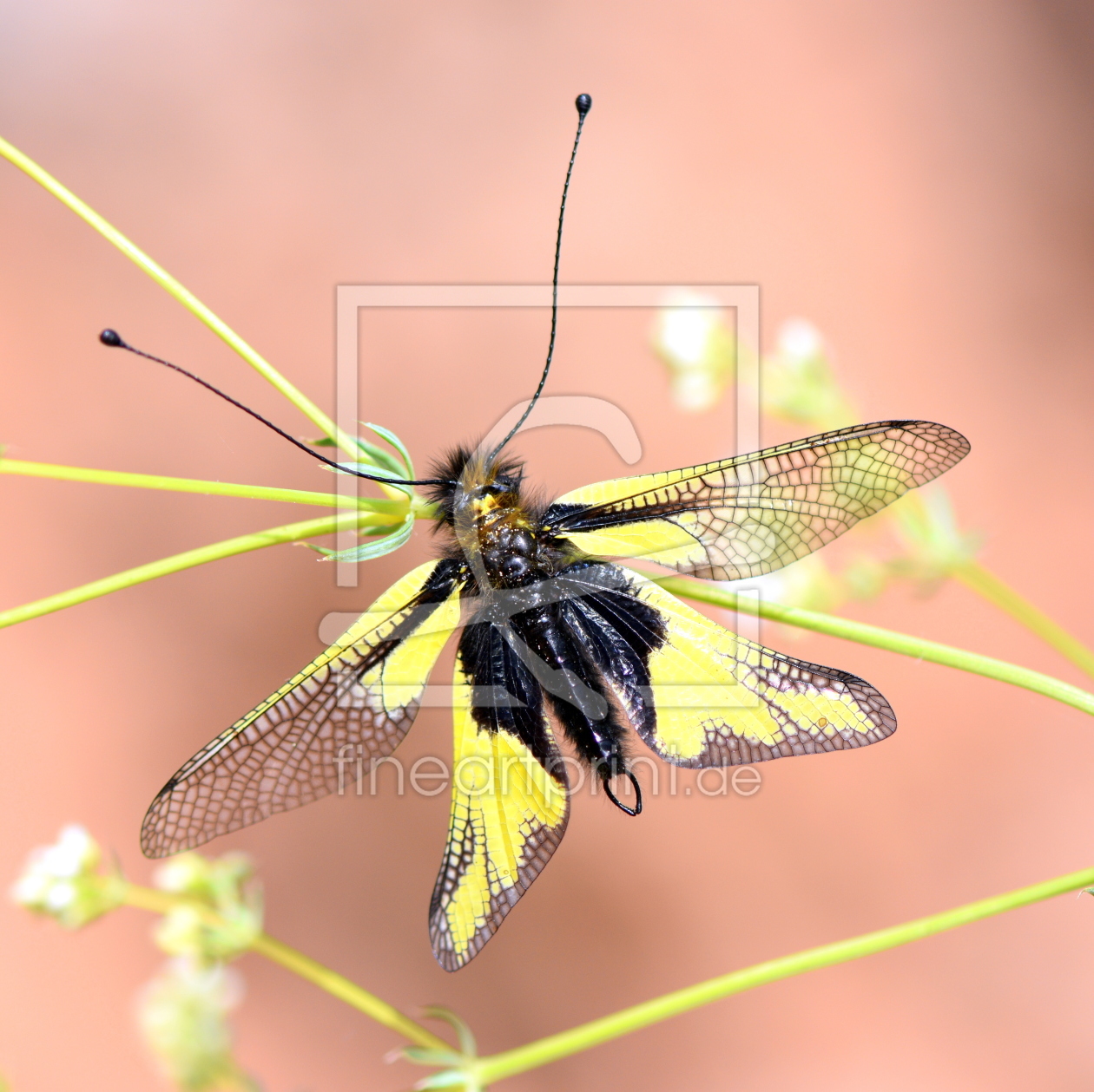 Bild-Nr.: 12204477 Libellen-Schmetterlingshaft erstellt von GUGIGEI