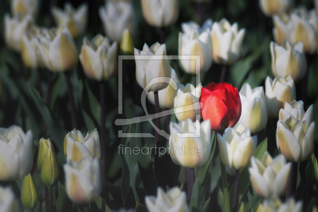 Bild-Nr.: 12227333 Rote Tulpe erstellt von Holund