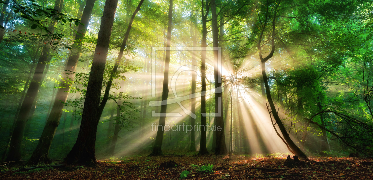 Bild-Nr.: 12227523 Sonnenstrahlen im nebligen Wald erstellt von Smileus