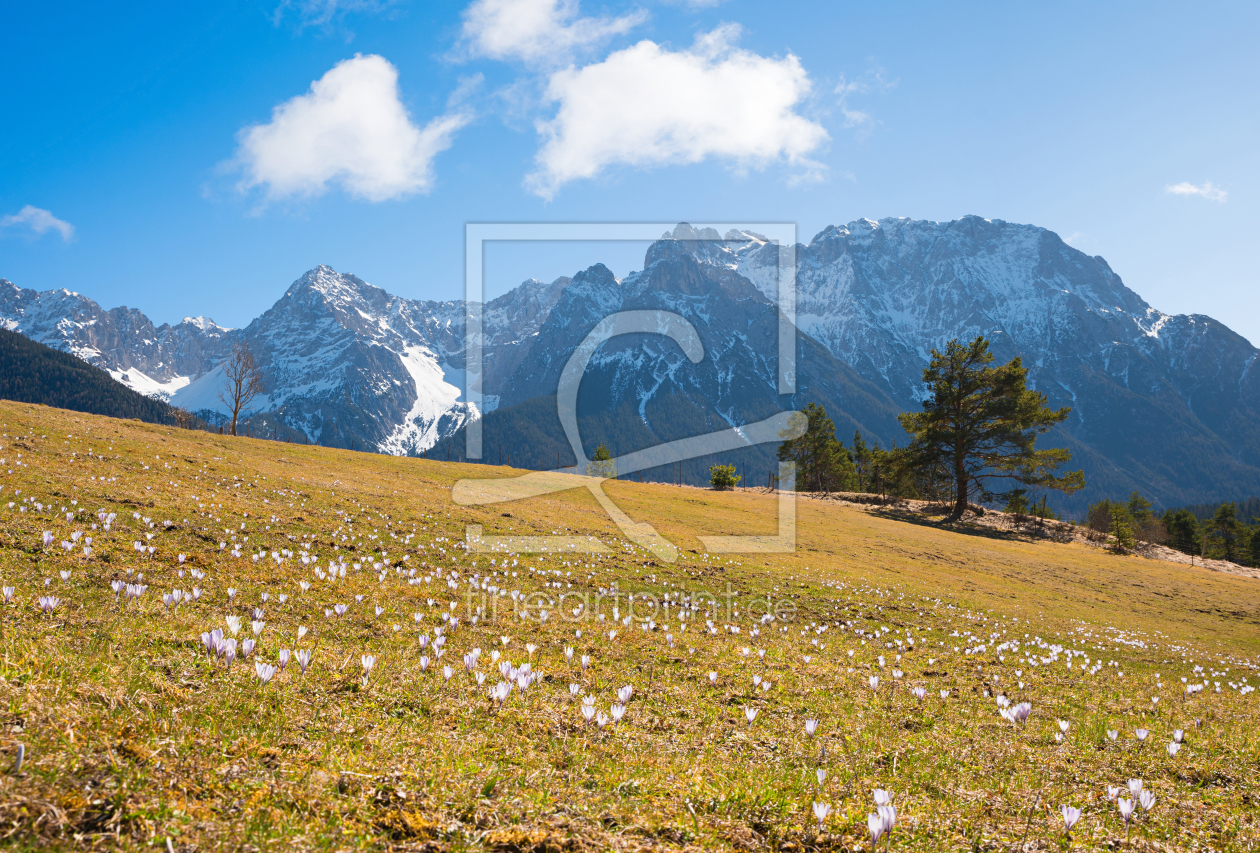Bild-Nr.: 12228377 Krokusse an den Buckelwiesen im Karwendel erstellt von SusaZoom