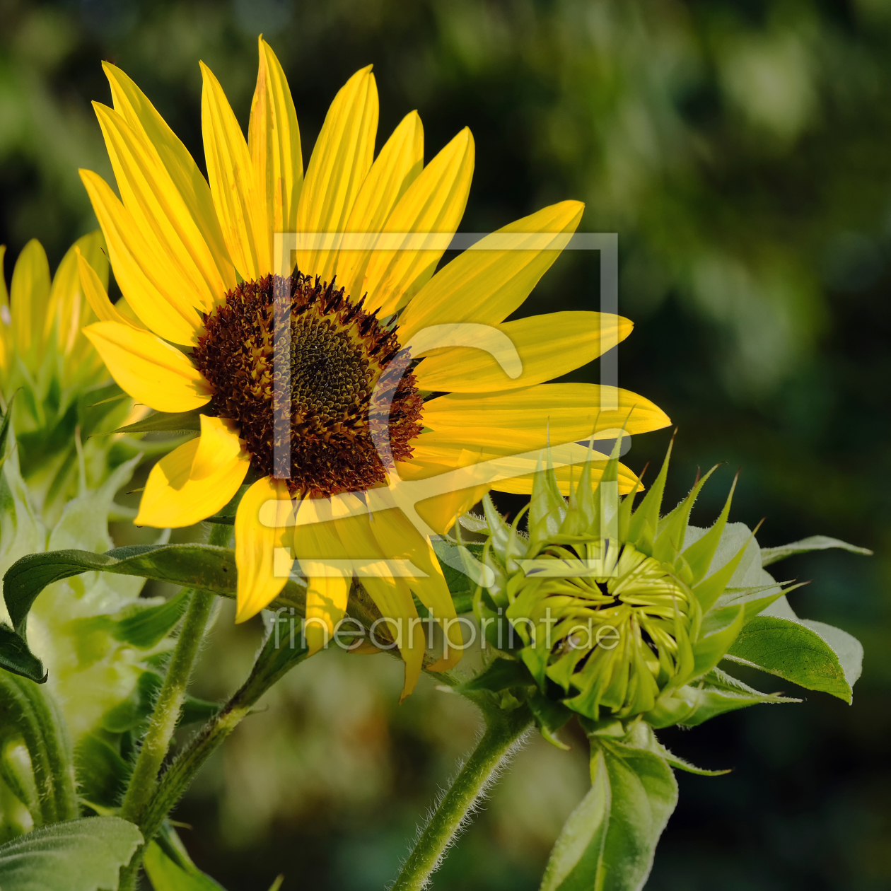 Bild-Nr.: 12229135 Sonnenblumenkopf erstellt von Ostfriese