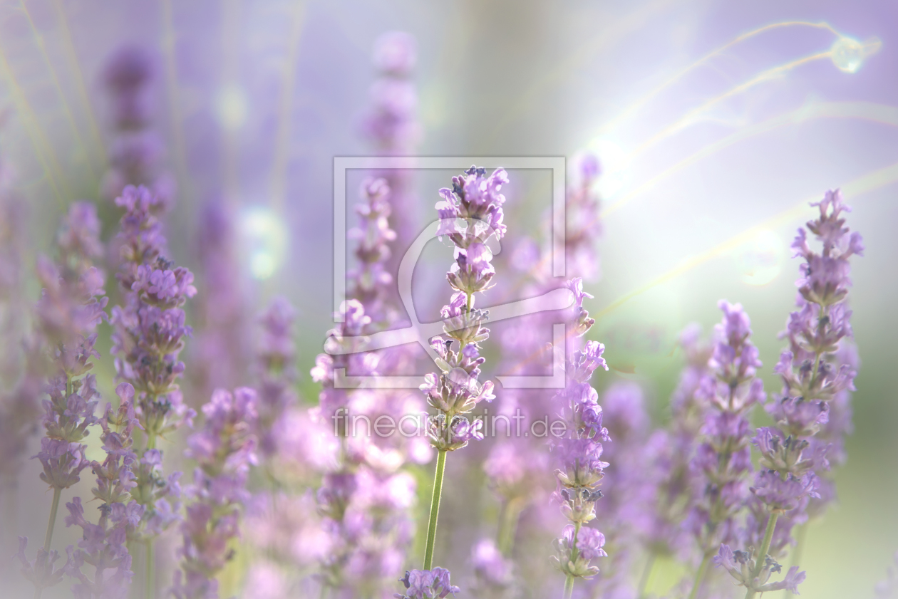 Bild-Nr.: 12239766 Blüte des Lavendel Duft des Sommers erstellt von Tanja Riedel
