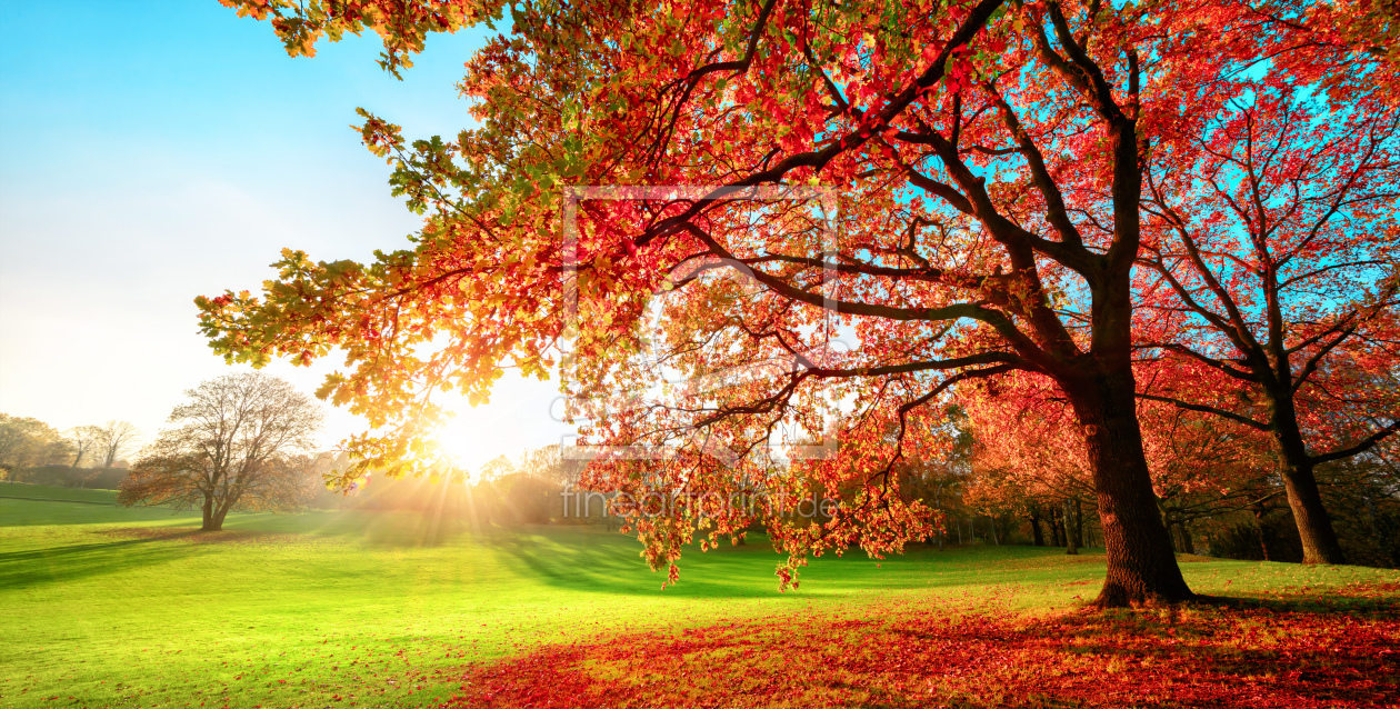 Bild-Nr.: 12251242 Sonniger Park in herbstlichen Farben erstellt von Smileus