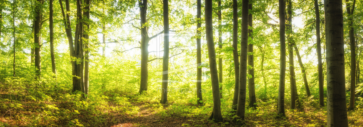 Bild-Nr.: 12269868 Licht im sommerlichen Wald erstellt von luxpediation