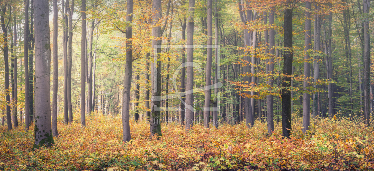 Bild-Nr.: 12284222 Bunter Herbstwald erstellt von luxpediation