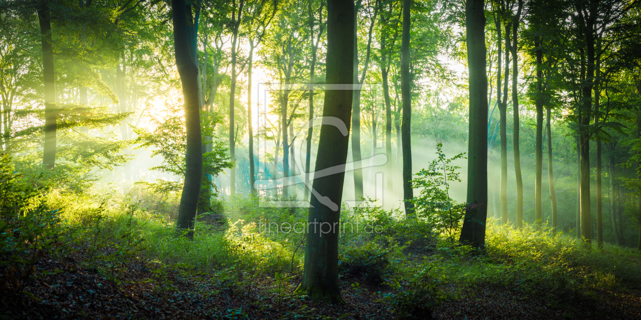 Bild-Nr.: 12286281 Licht im Wald erstellt von Martin Wasilewski