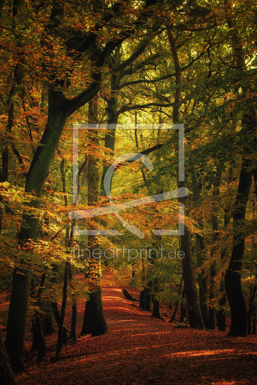 Bild-Nr.: 12294956 Herbstspaziergang  -  autumn walk erstellt von augenWerk