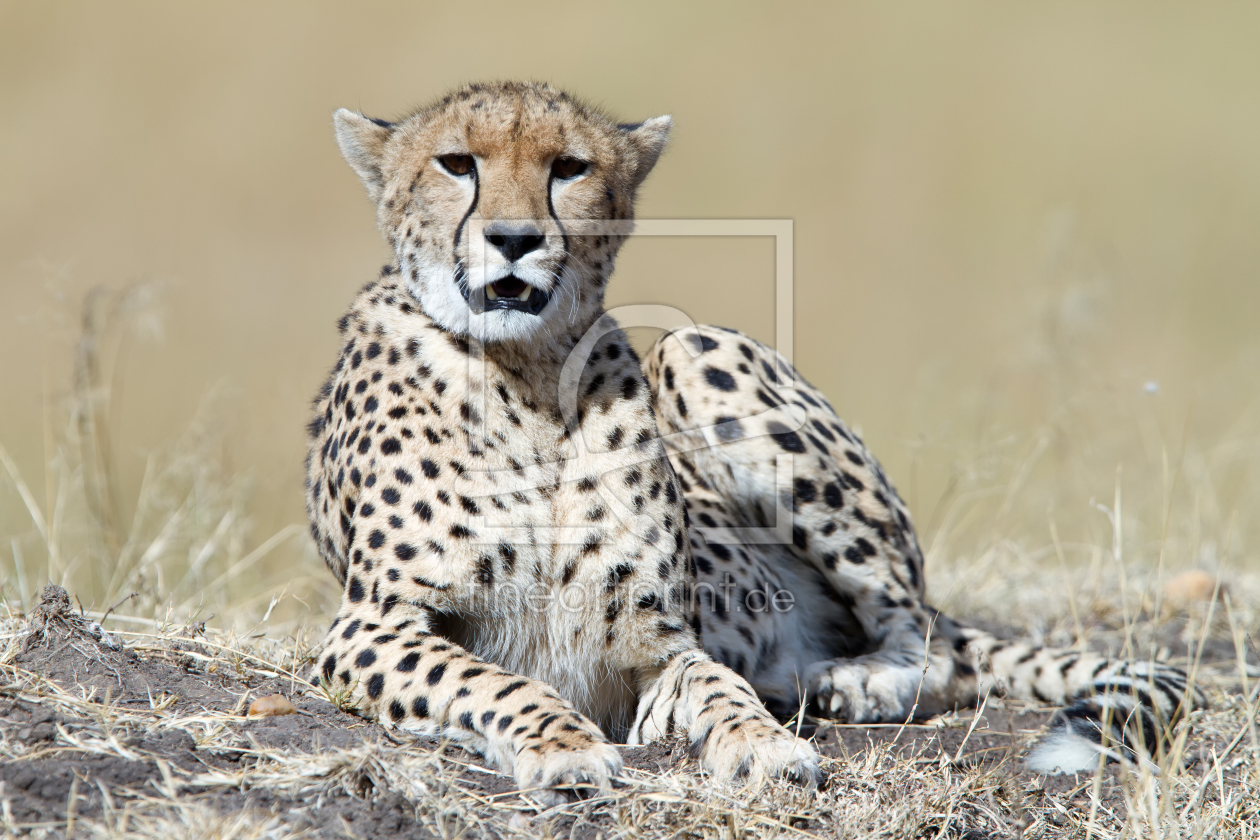 Bild-Nr.: 12296954 Entspannter Gepard in der Masai Mara erstellt von Angelika Stern