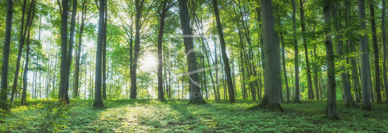 Bild-Nr.: 12301642 Sonniger Wald - Panorama erstellt von luxpediation