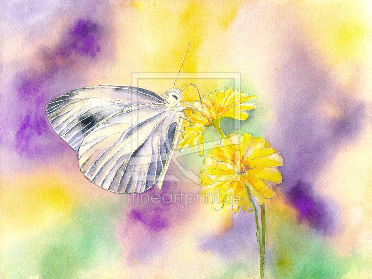 Bild-Nr.: 12335606 Schmetterling im Sommer erstellt von JitkaKrause