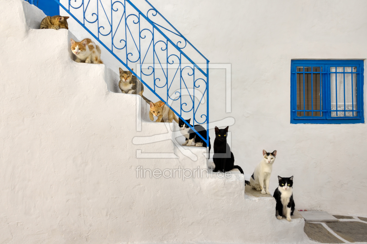 Bild-Nr.: 12337490 Viele Katzen auf Treppe in Griechenland erstellt von Katho-Menden