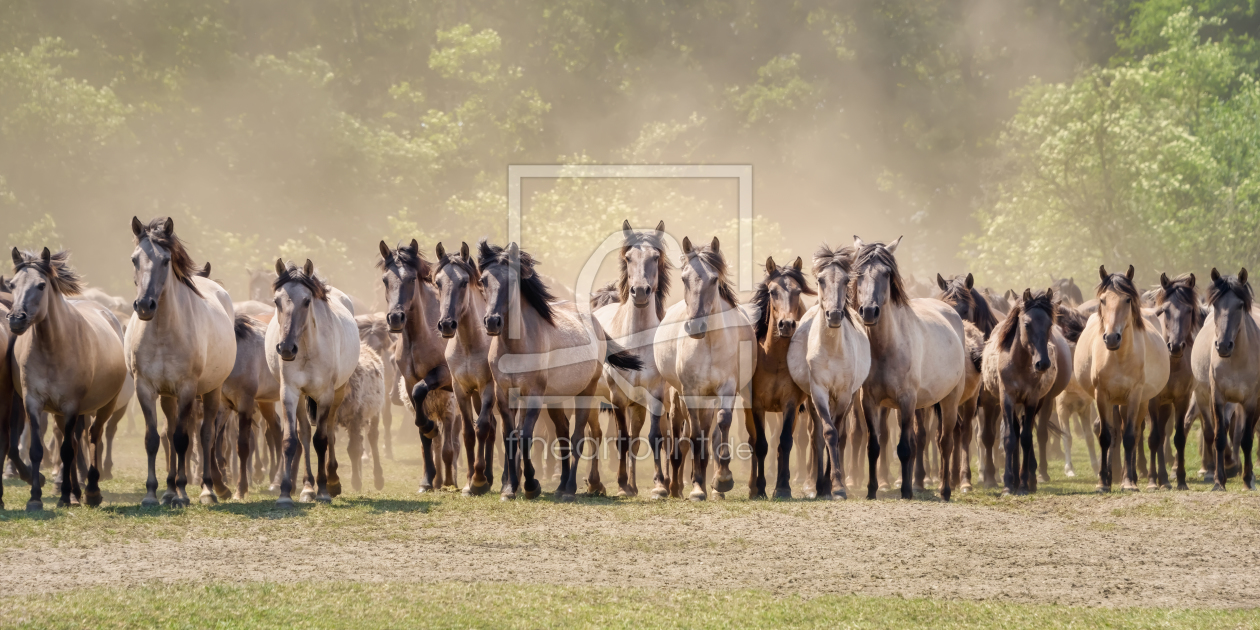 Bild-Nr.: 12337770 Herde aufmerksamer Dülmener Ponys erstellt von Katho-Menden