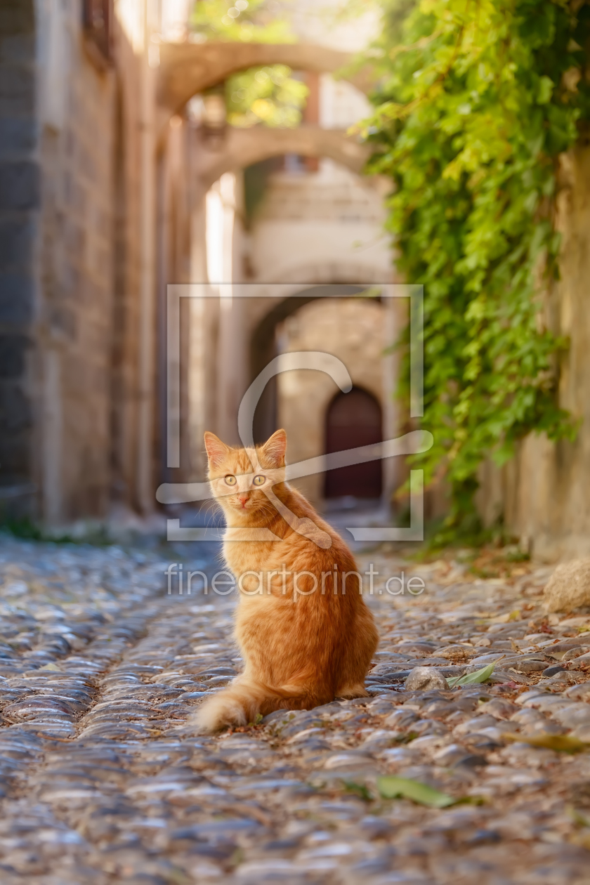 Bild-Nr.: 12346330 Katze in Altstadtgasse von Rhodos erstellt von Katho-Menden