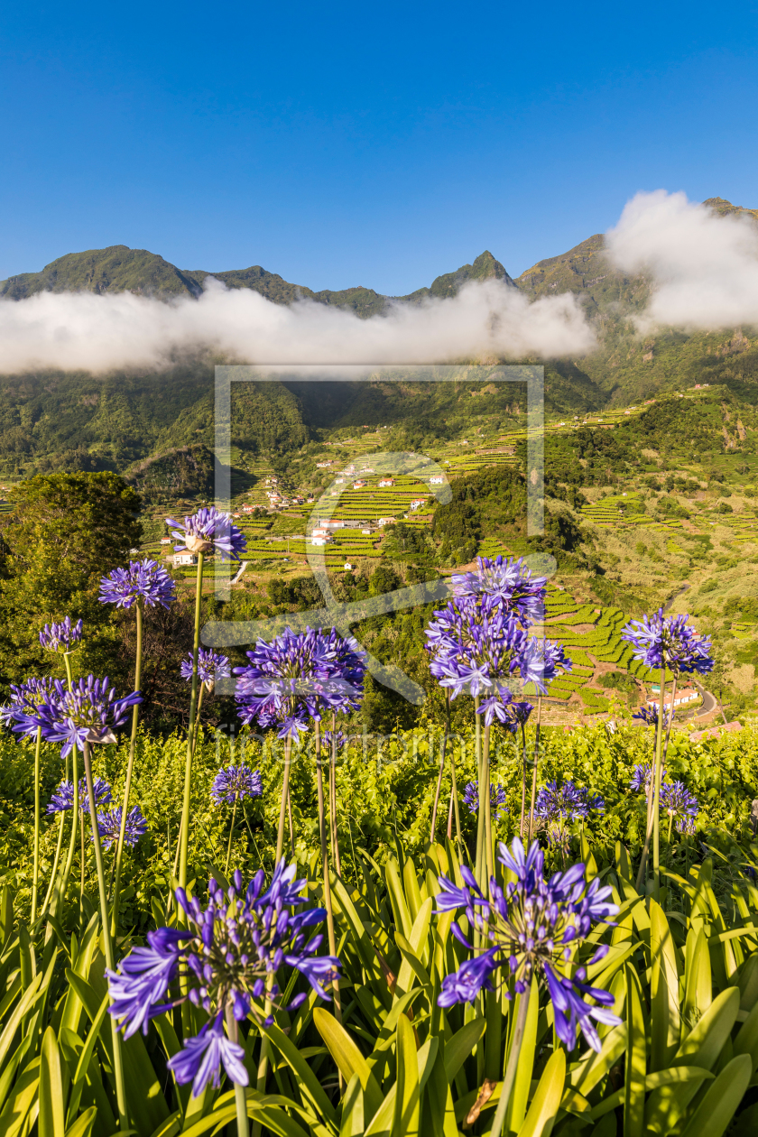 Bild-Nr.: 12360057 Schmucklilien auf Madeira erstellt von dieterich