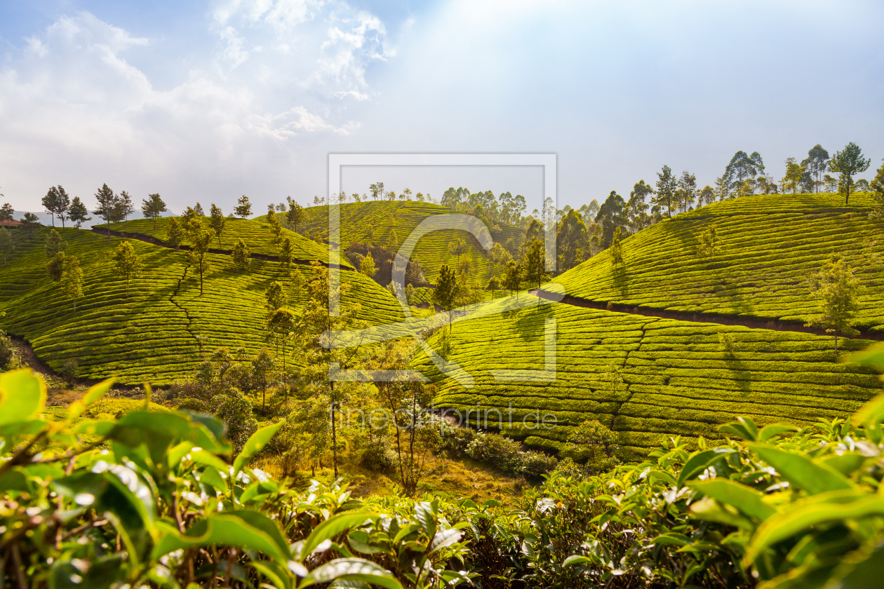 Bild-Nr.: 12379527 Teeplantagen in Munnar in Indien erstellt von janschuler
