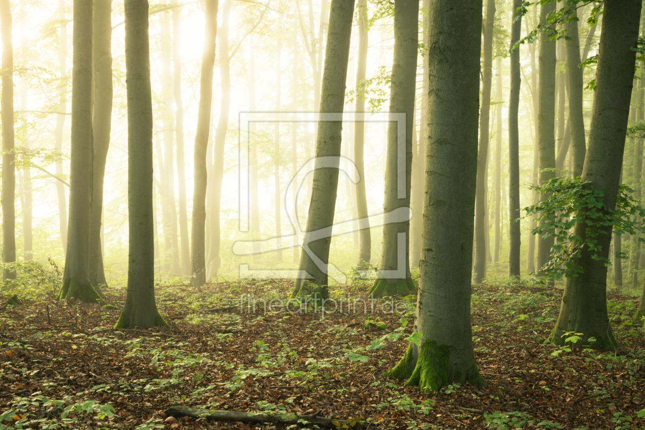 Bild-Nr.: 12381413 Sonnenschein im Wald erstellt von luxpediation