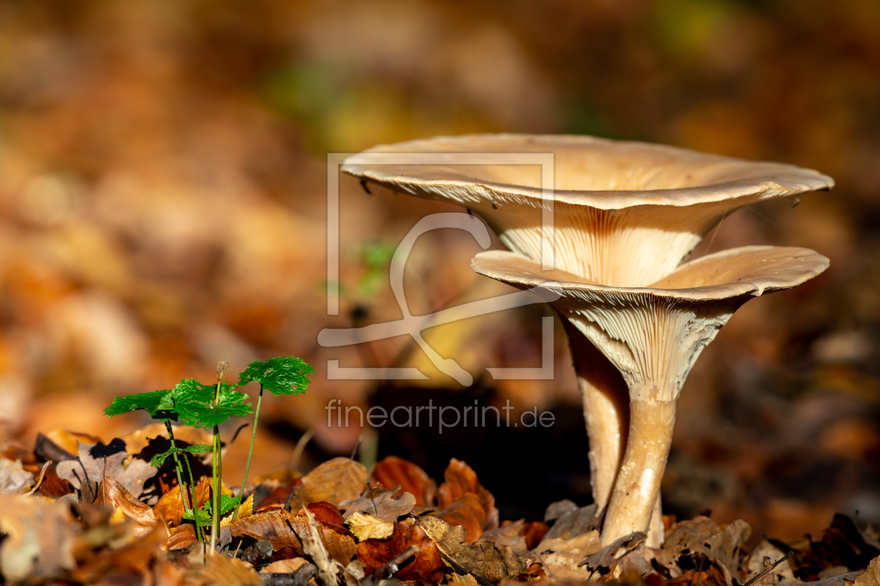 Bild-Nr.: 12382002 Pilze im Herbst erstellt von DirkR
