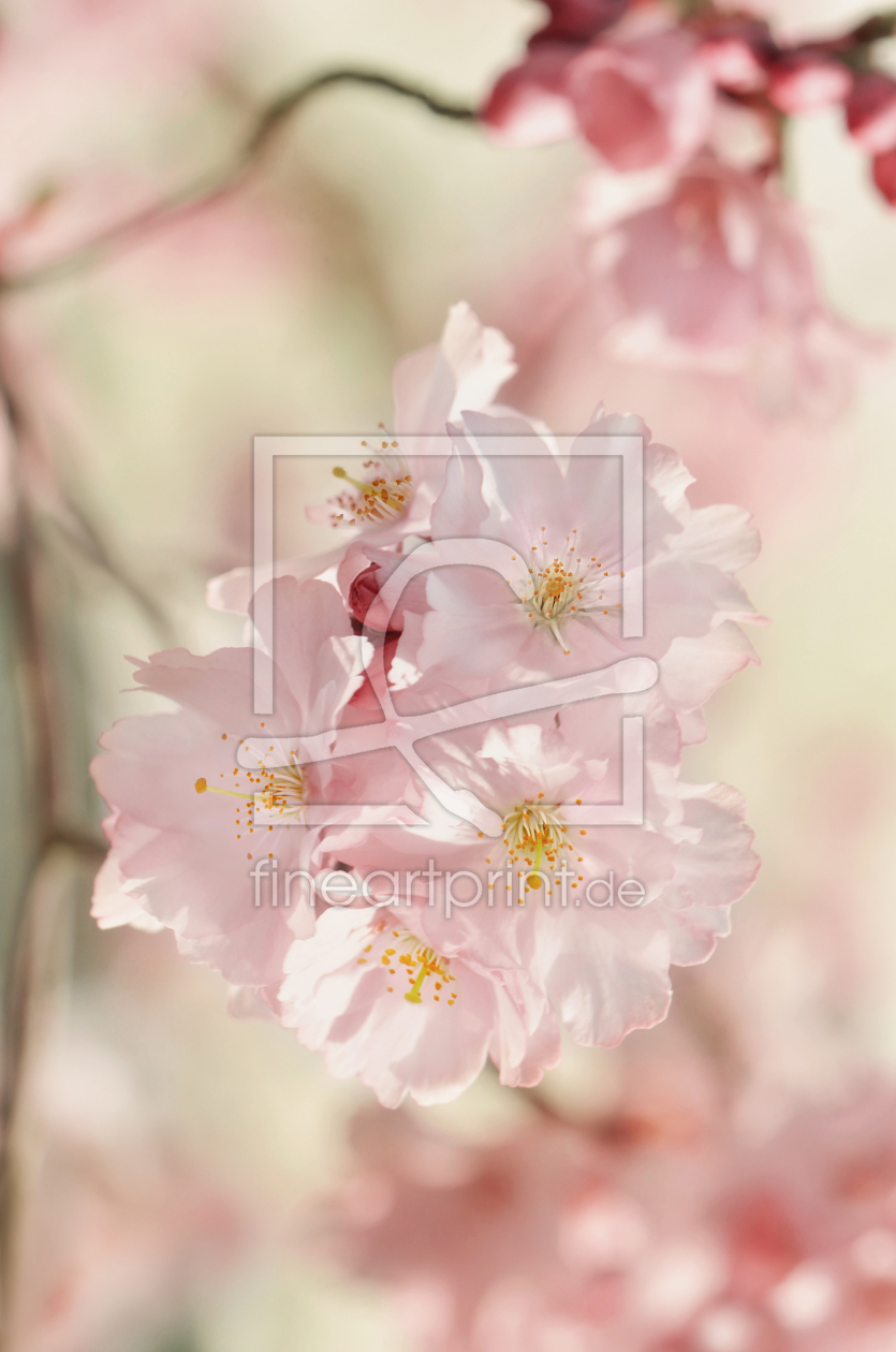 Bild-Nr.: 12384575 Kirschblüte erstellt von Atteloi