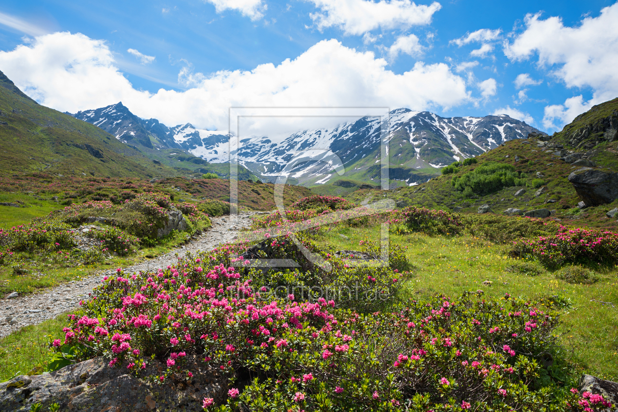 Bild-Nr.: 12384798 Alpenrosen im Dischmatal Scalettagletscher erstellt von SusaZoom