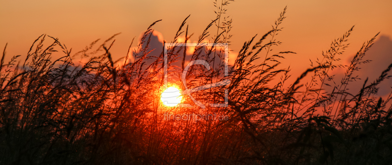 Bild-Nr.: 12404934 Gräser im Sonnenuntergang  erstellt von Amazone54