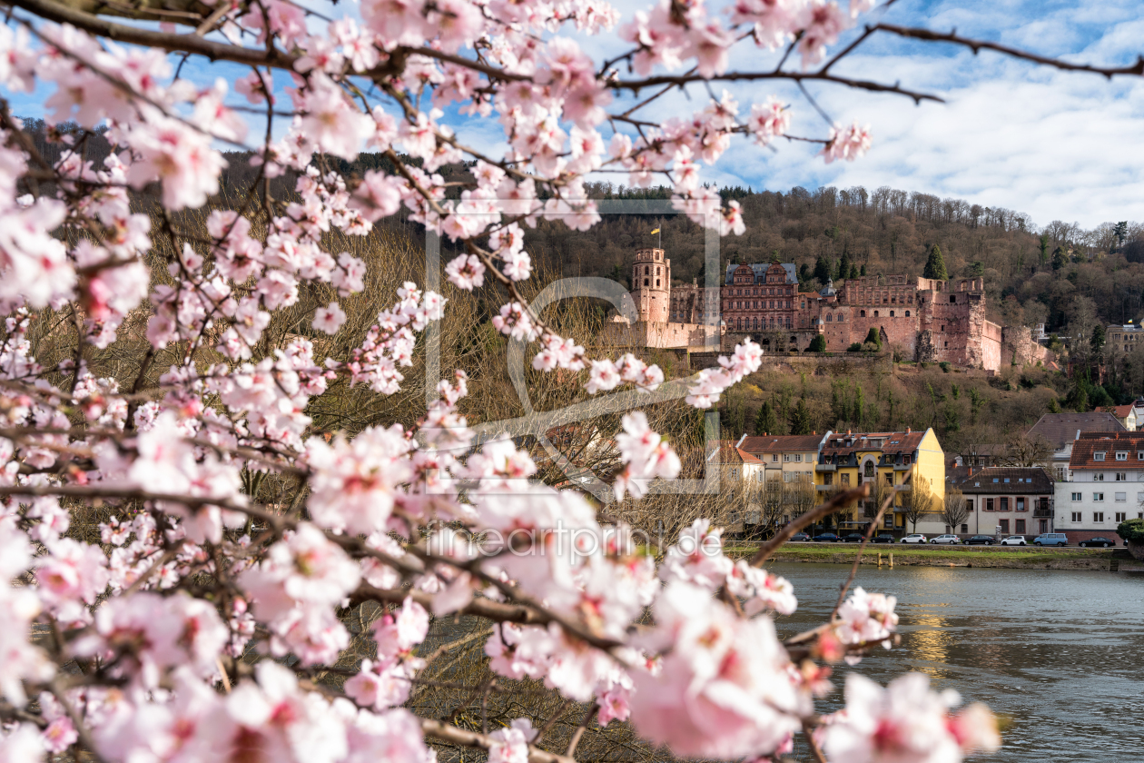 Bild-Nr.: 12405837 Mandelblüte am Neckarufer in Heidelberg erstellt von eyetronic