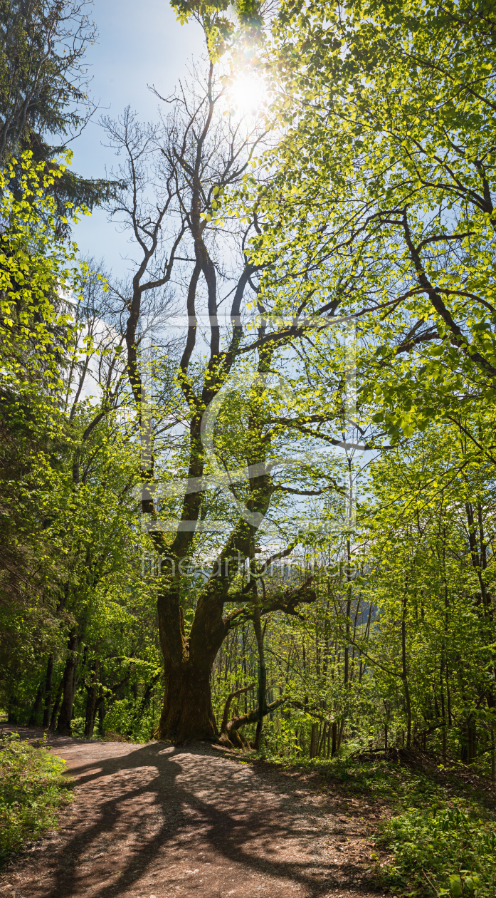 Bild-Nr.: 12405987 Waldweg im Frühling erstellt von SusaZoom