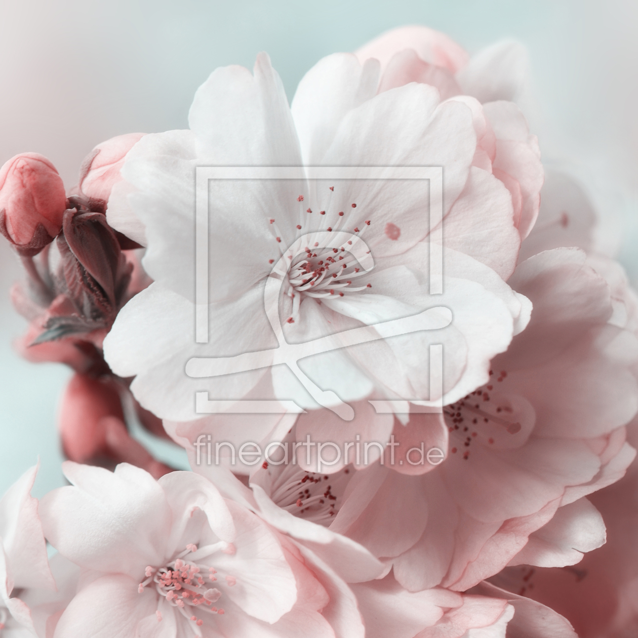 Bild-Nr.: 12414238 Kirschblüte erstellt von Atteloi