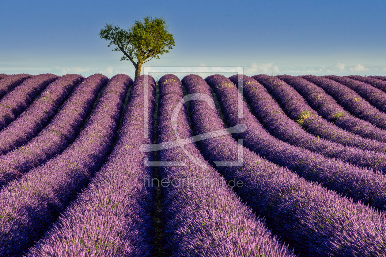 Bild-Nr.: 12414979 Lavendelblüte in der Provence erstellt von Achim Thomae