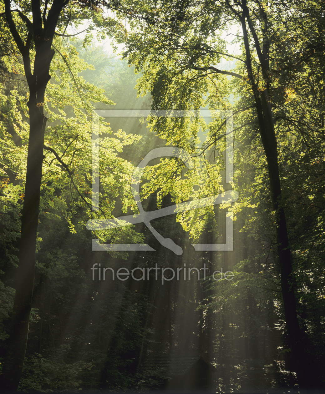 Bild-Nr.: 12418305 Sonnenstrahlen im Wald erstellt von KundenNr-360966
