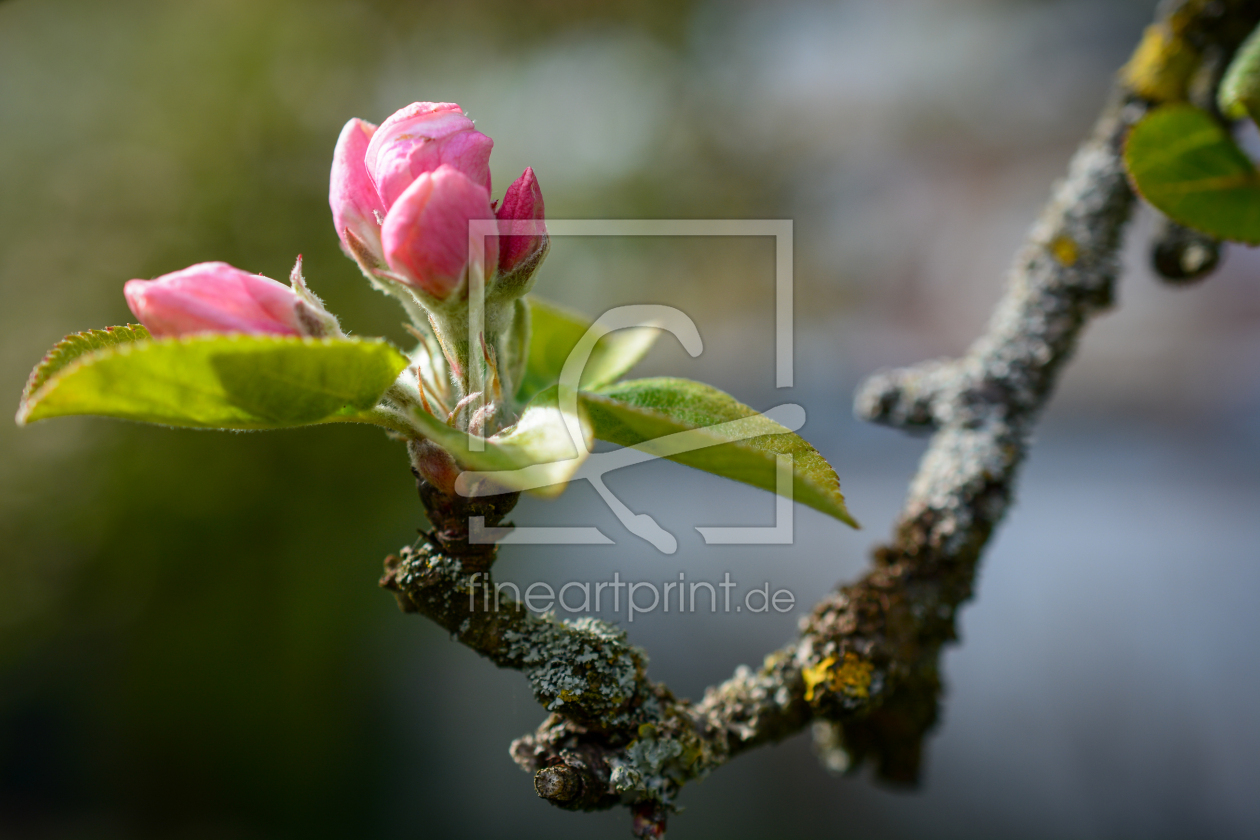 Bild-Nr.: 12418404 Apfelblüte erstellt von Bettina Schnittert