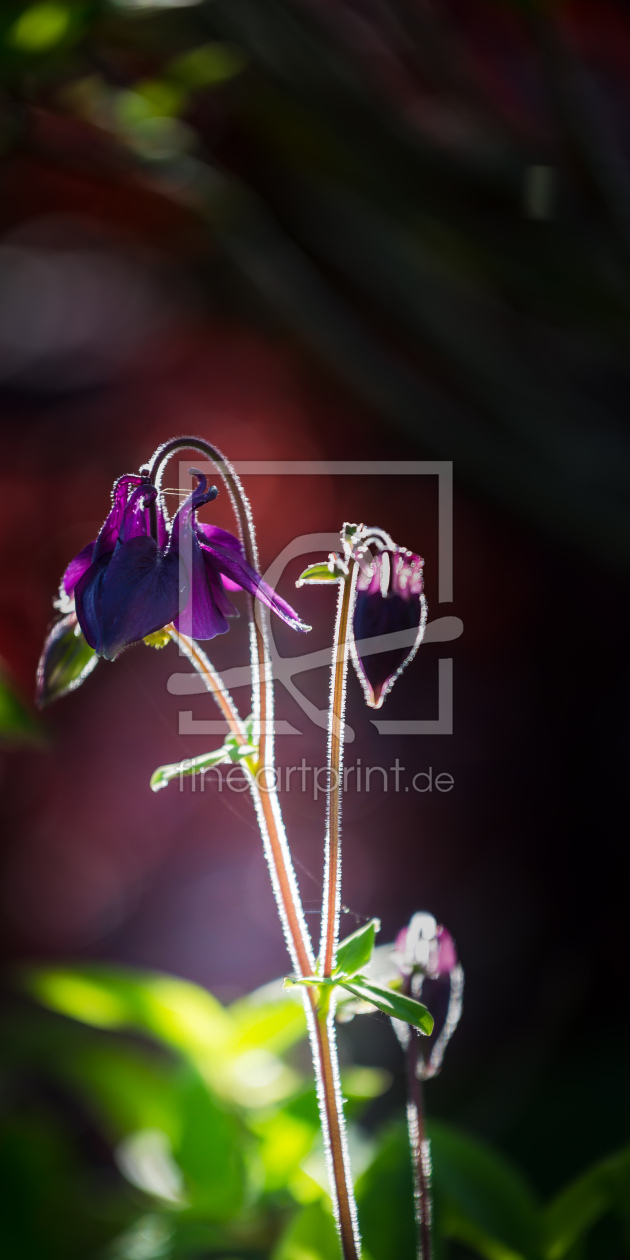 Bild-Nr.: 12436850 Blütenzauber erstellt von Ursula Reins