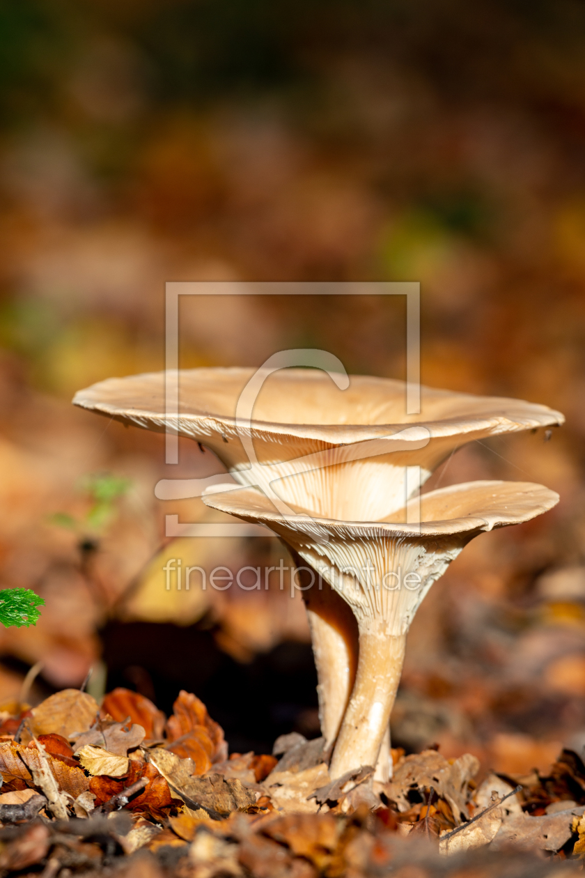 Bild-Nr.: 12438258 Pilze im Herbst erstellt von DirkR