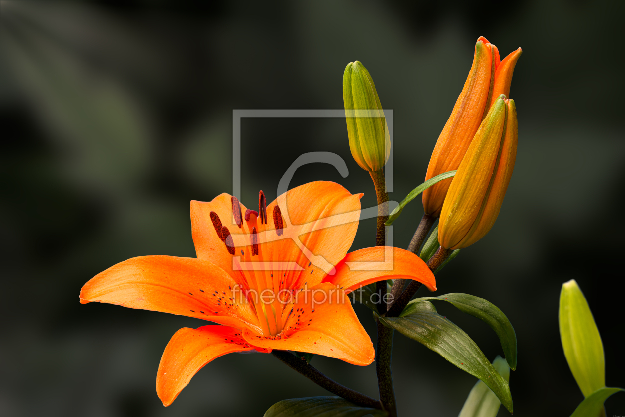 Bild-Nr.: 12449401 orange Lilie 16 erstellt von Erhard Hess