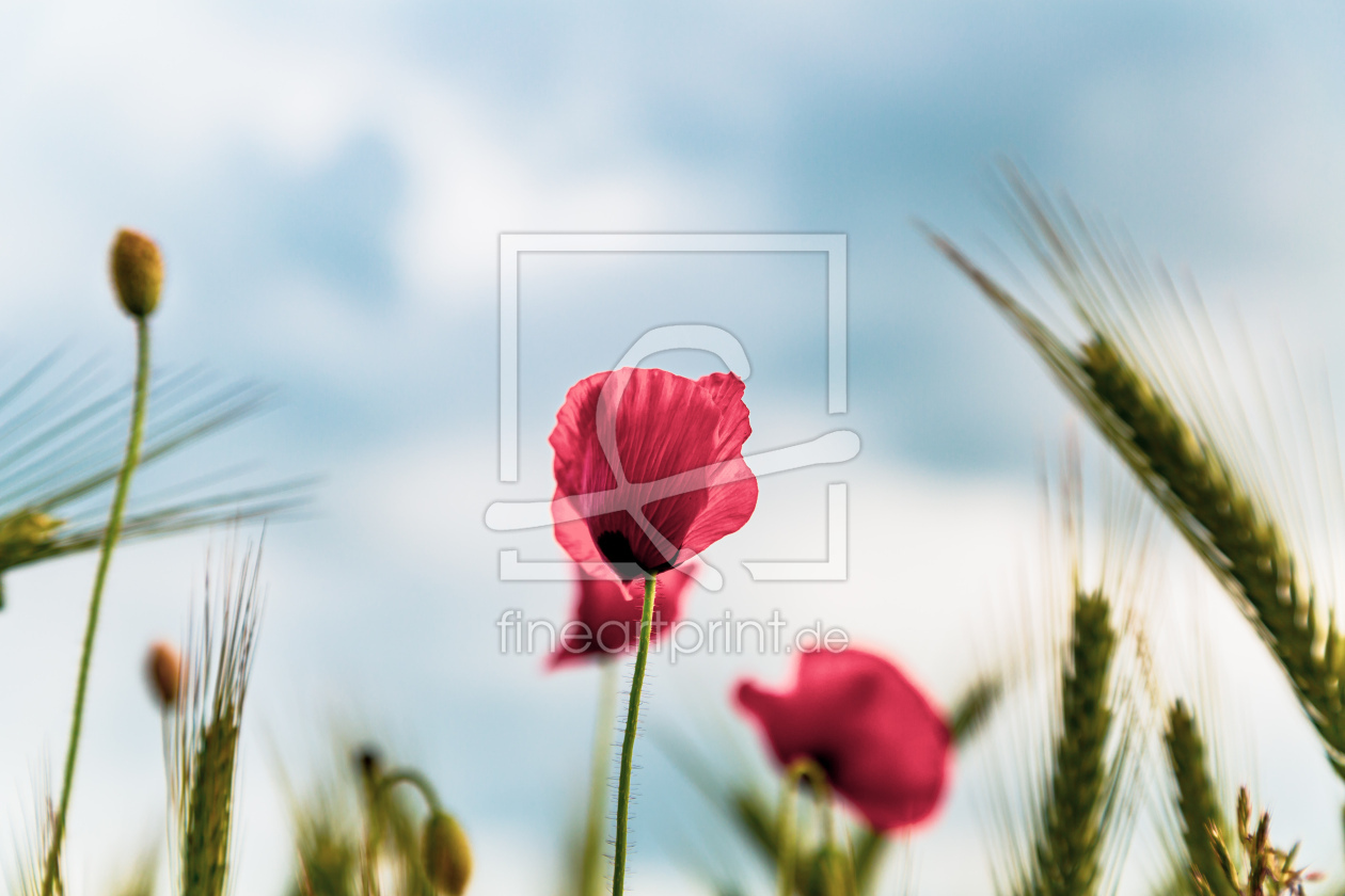 Bild-Nr.: 12451625 poppies in the barly field erstellt von Ursula Reins