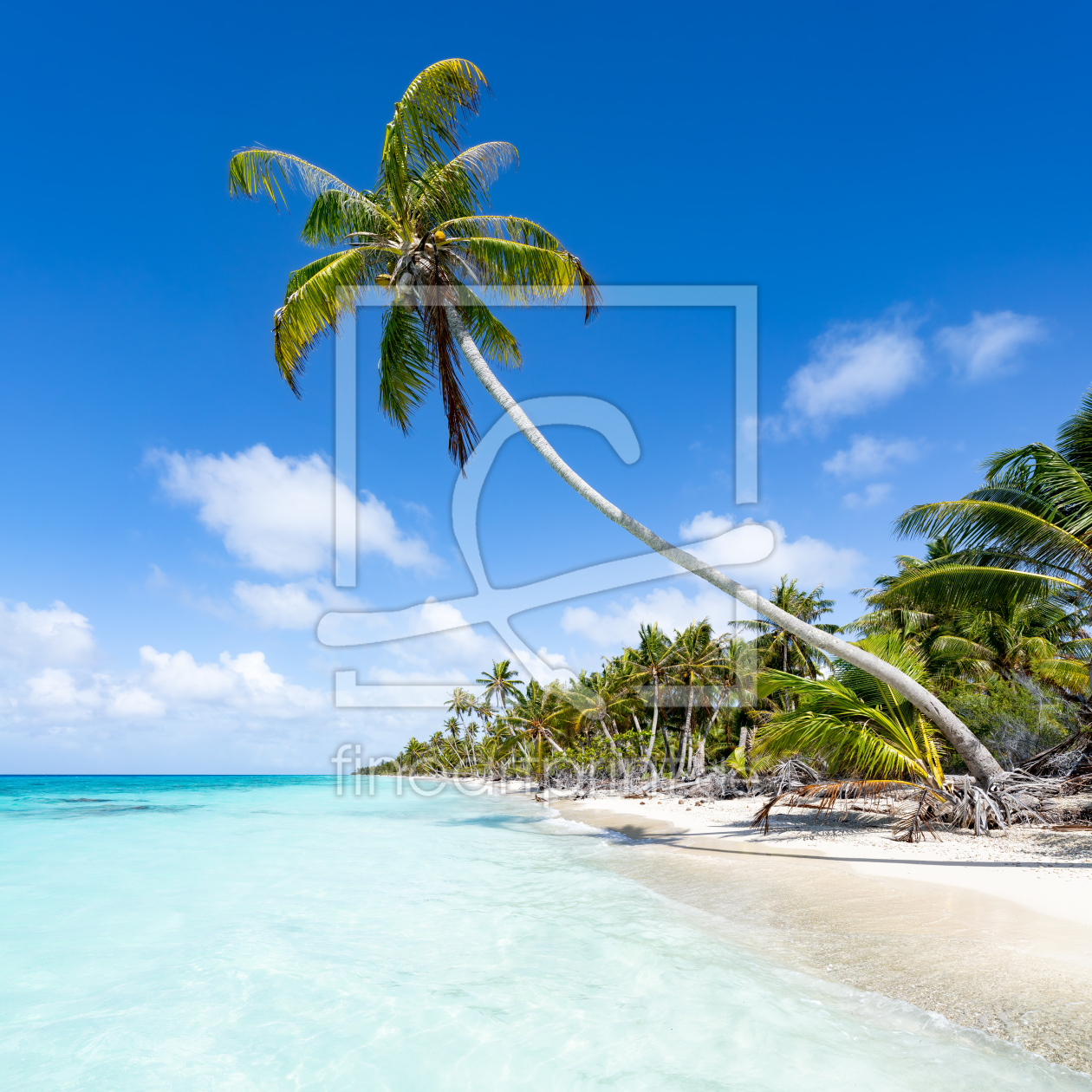 Bild-Nr.: 12454812 Kokospalme am Strand erstellt von eyetronic